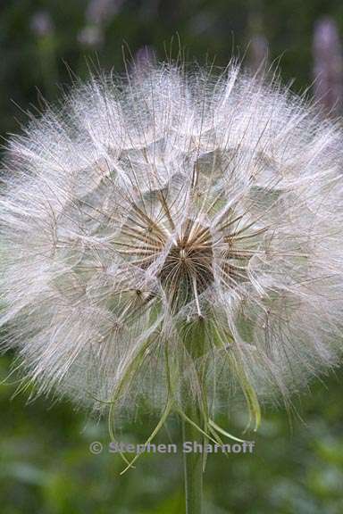 tragopogon dubius 5 graphic